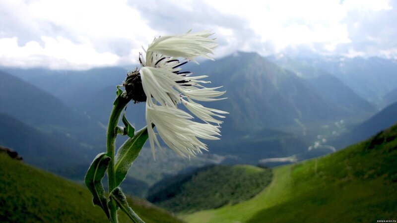 White flower in mountain valley