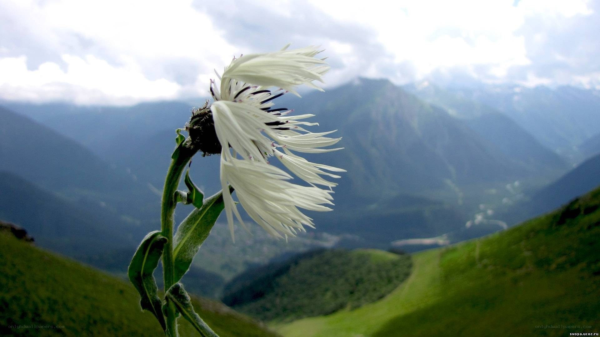 White flower in mountain valley