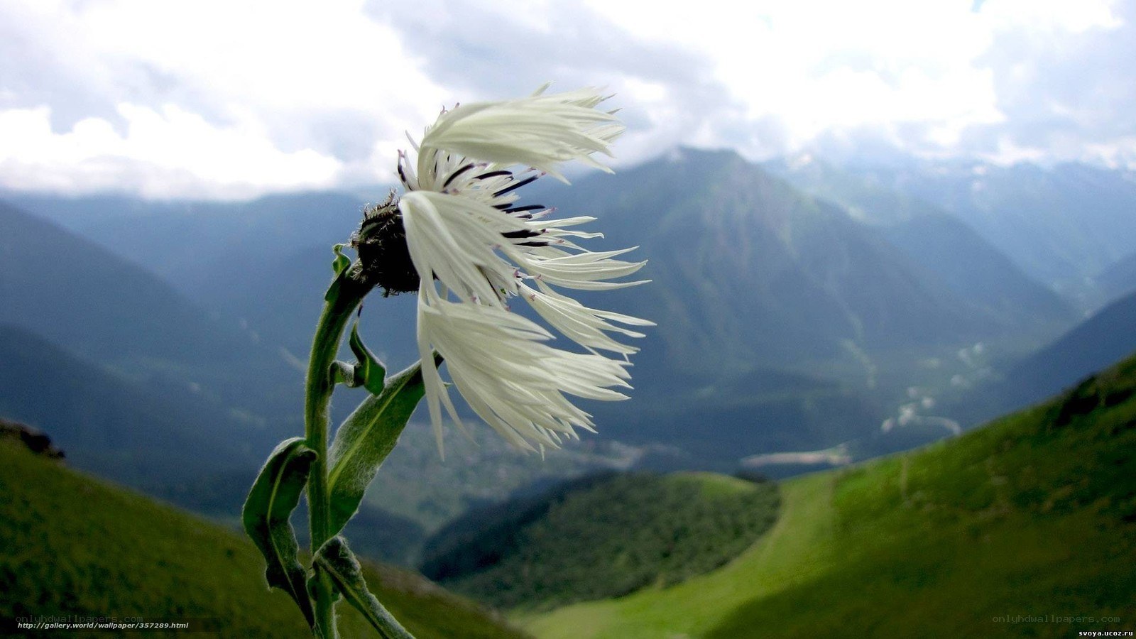 White flower in mountain valley