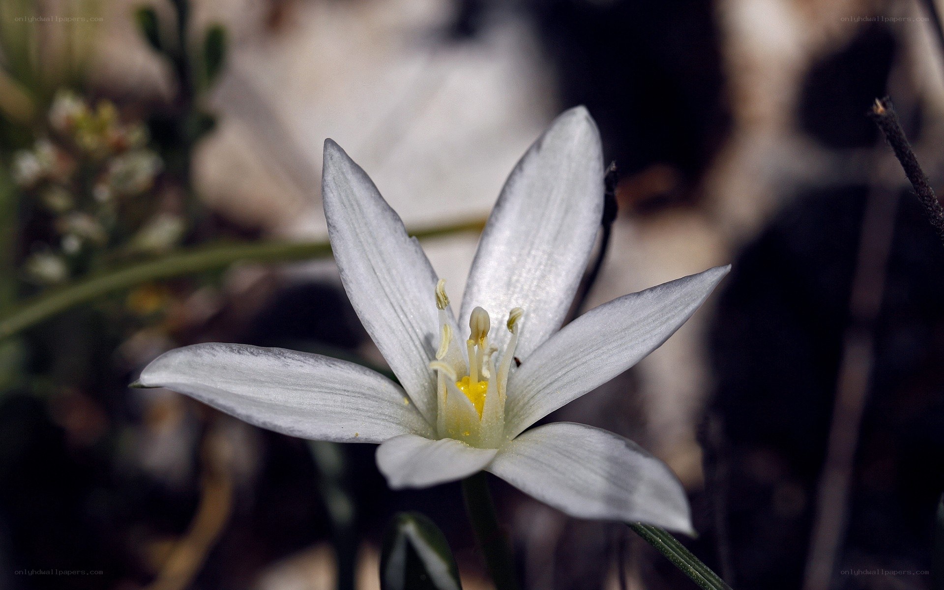 white flower in nature