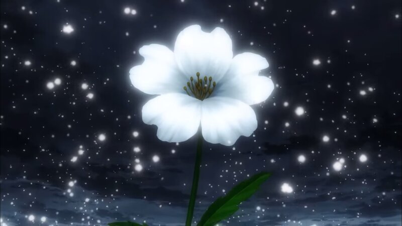 White Flower in Night Sky