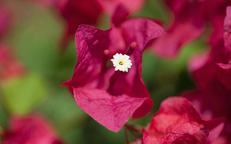 White Flower in Pink Bract