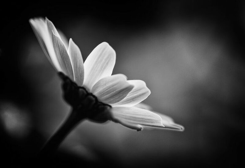 White Flower in Profile