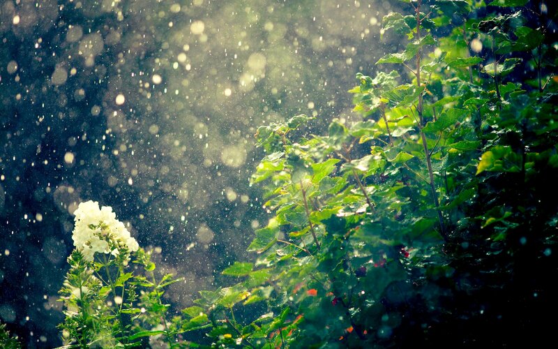 White Flower in Rain — Green