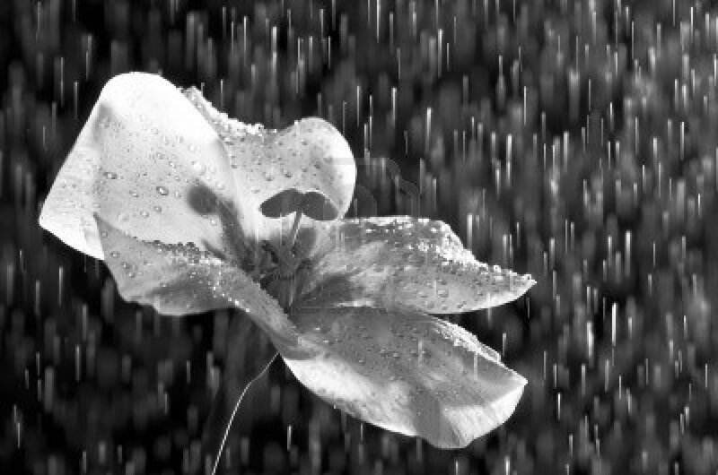 White Flower in Rain