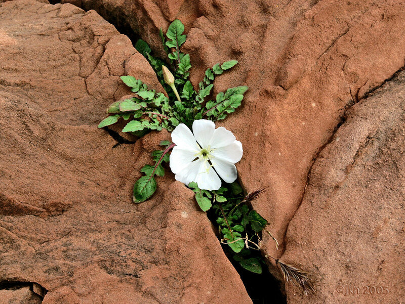 White flower in rock crevice