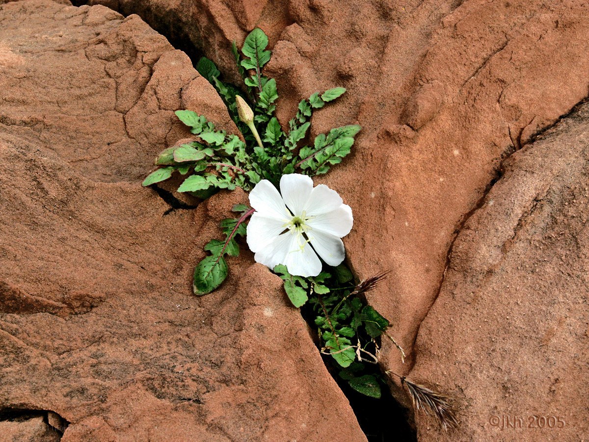 White flower in rock crevice