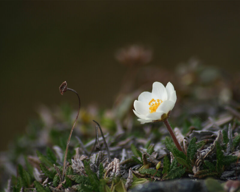 White flower in rocky soil