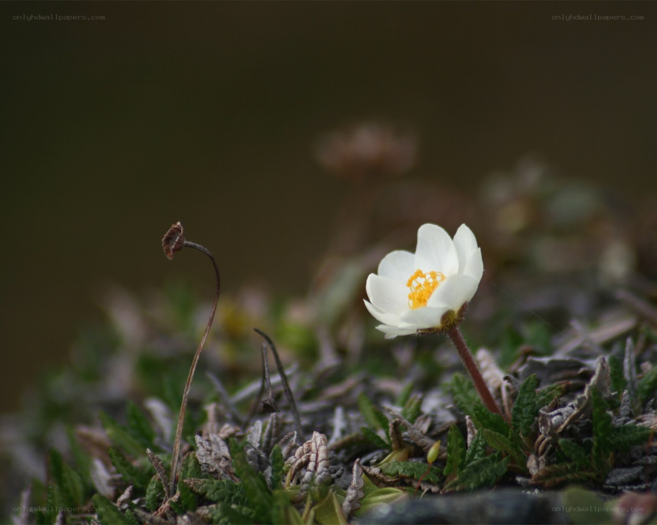 White flower in rocky soil