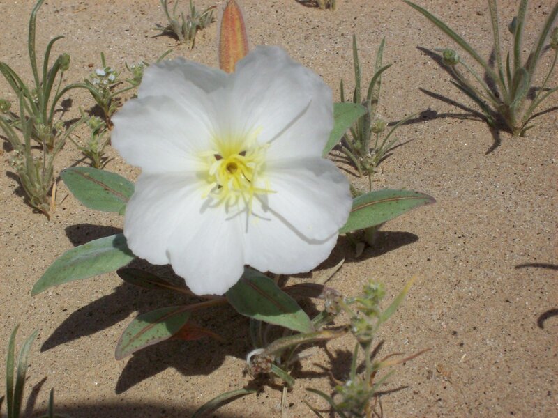 White flower in sandy soil
