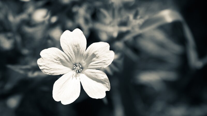 white flower in sepia