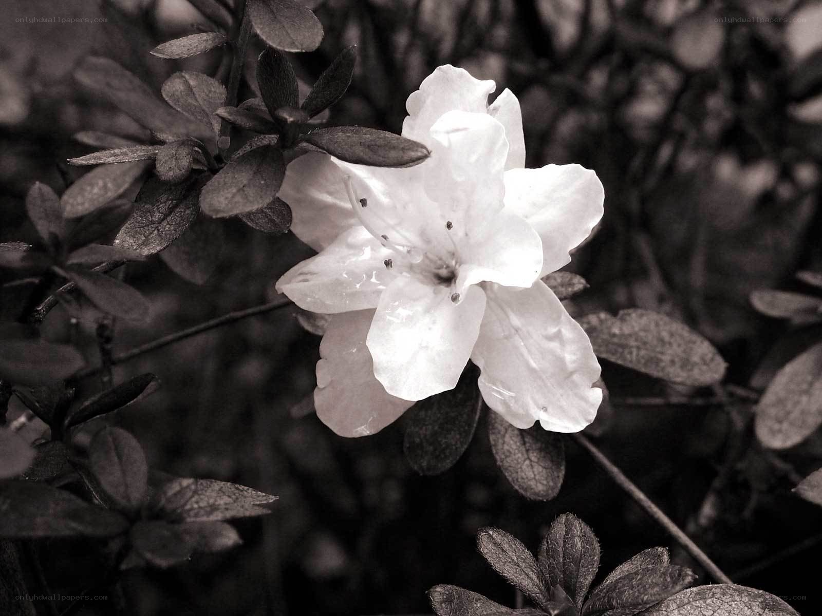 white flower in sepia