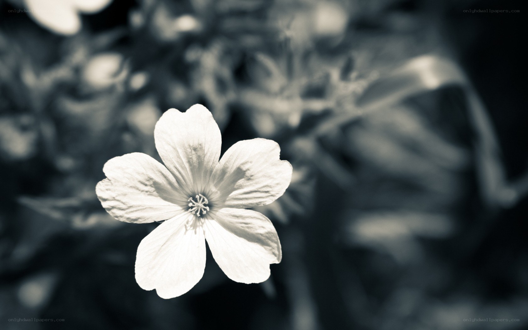 white flower in sepia