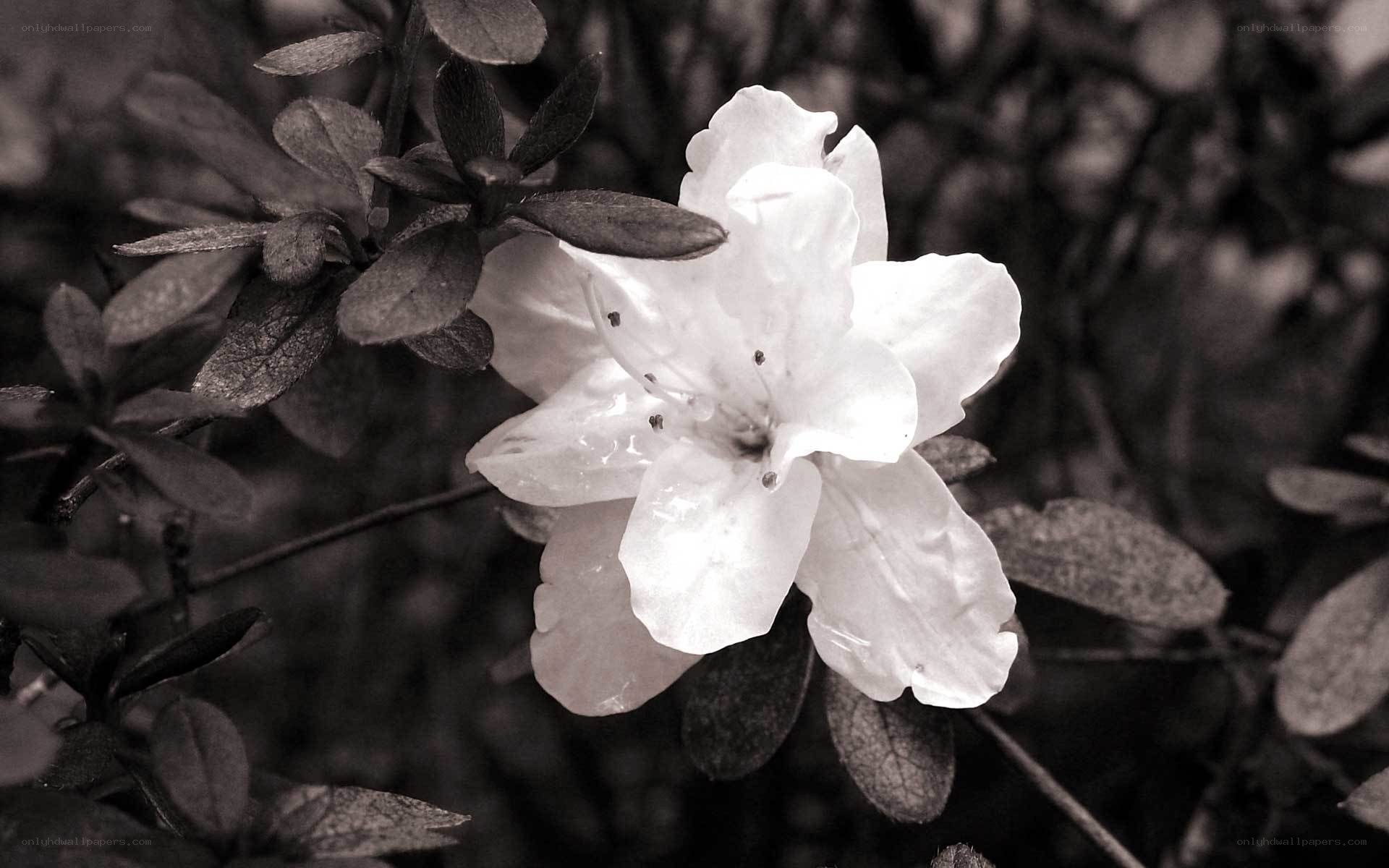 white flower in sepia