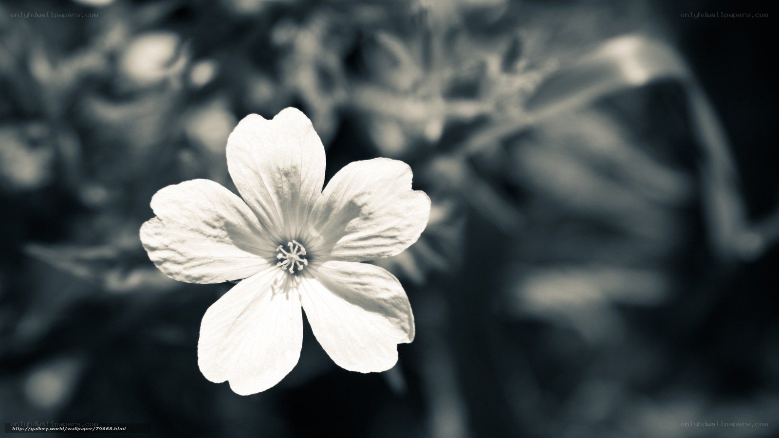 white flower in sepia
