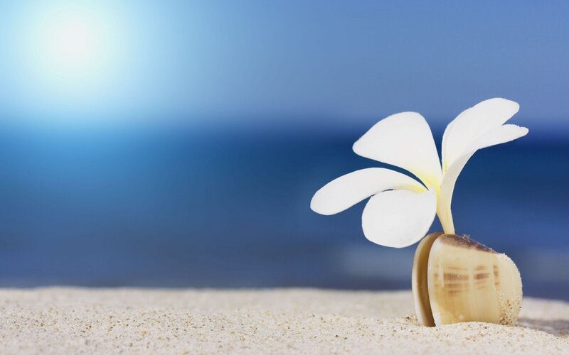 White Flower in Shell — Blue, Serene, Afternoon