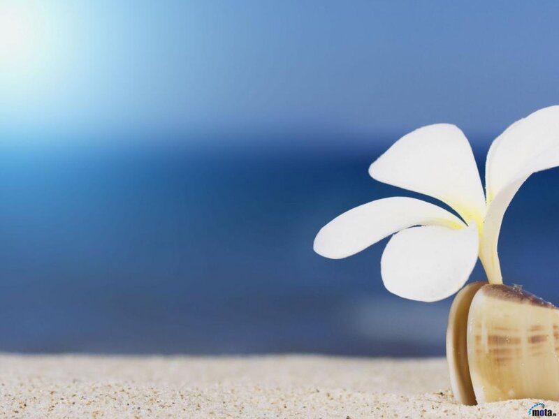White Flower in Shell — Blue, Serene