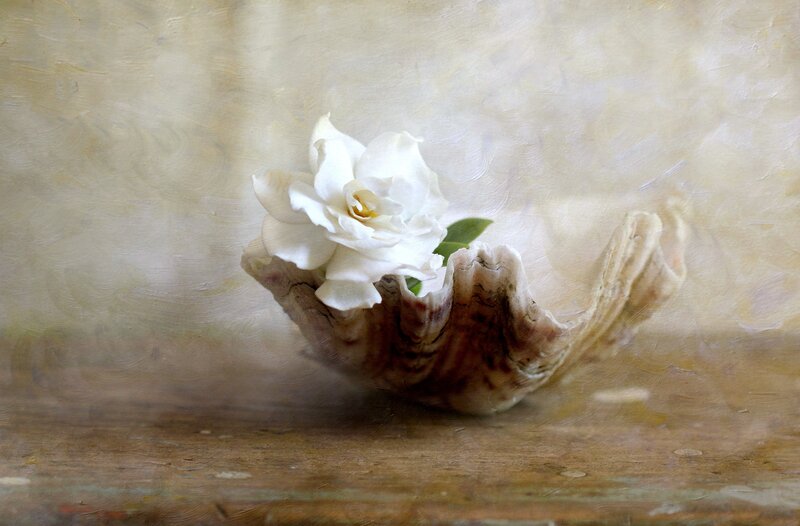 White Flower in Shell