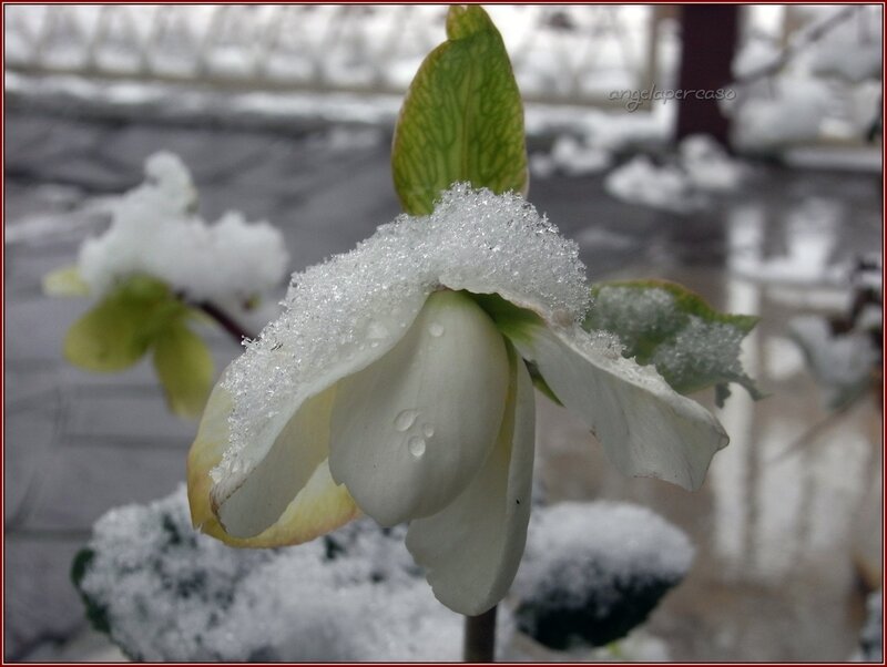 White Flower in Snow — Calm