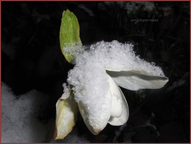 White Flower in Snow