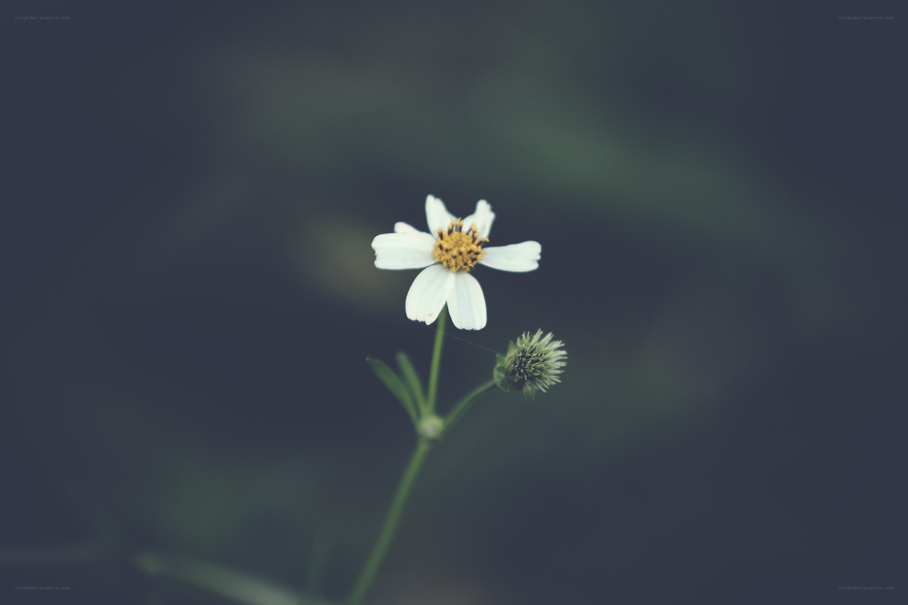 White flower in soft focus