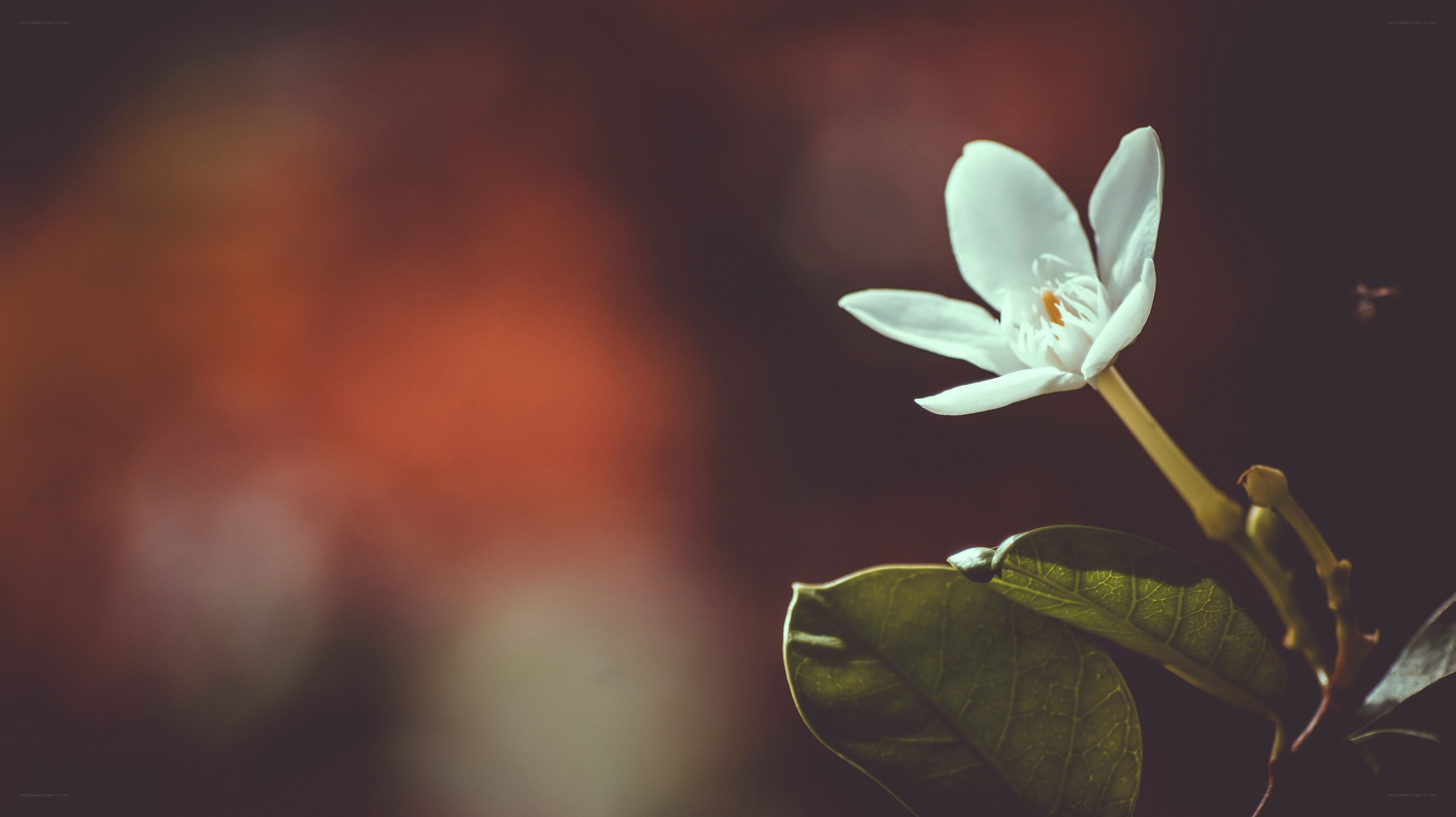 white flower in soft focus