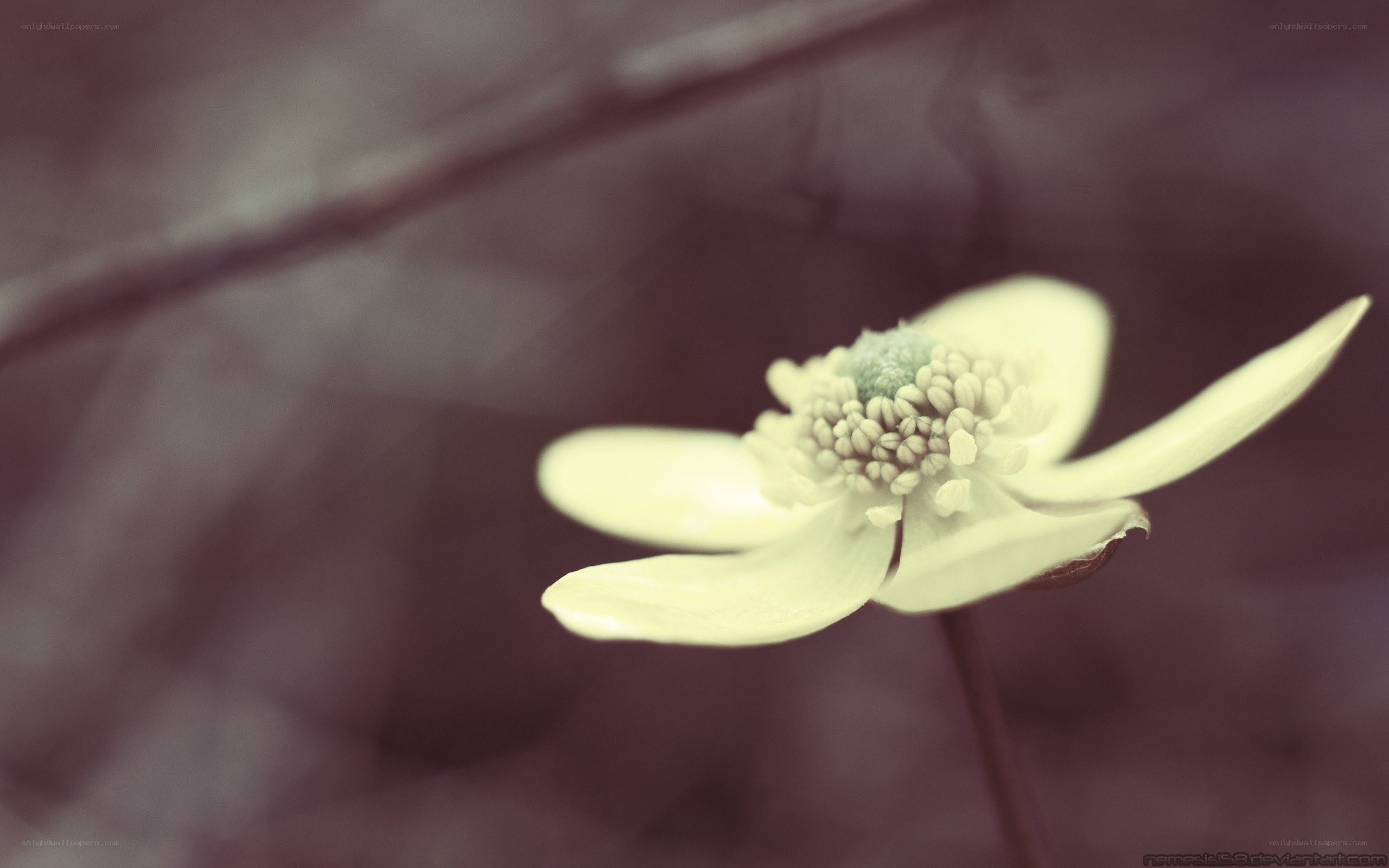 white flower in soft focus