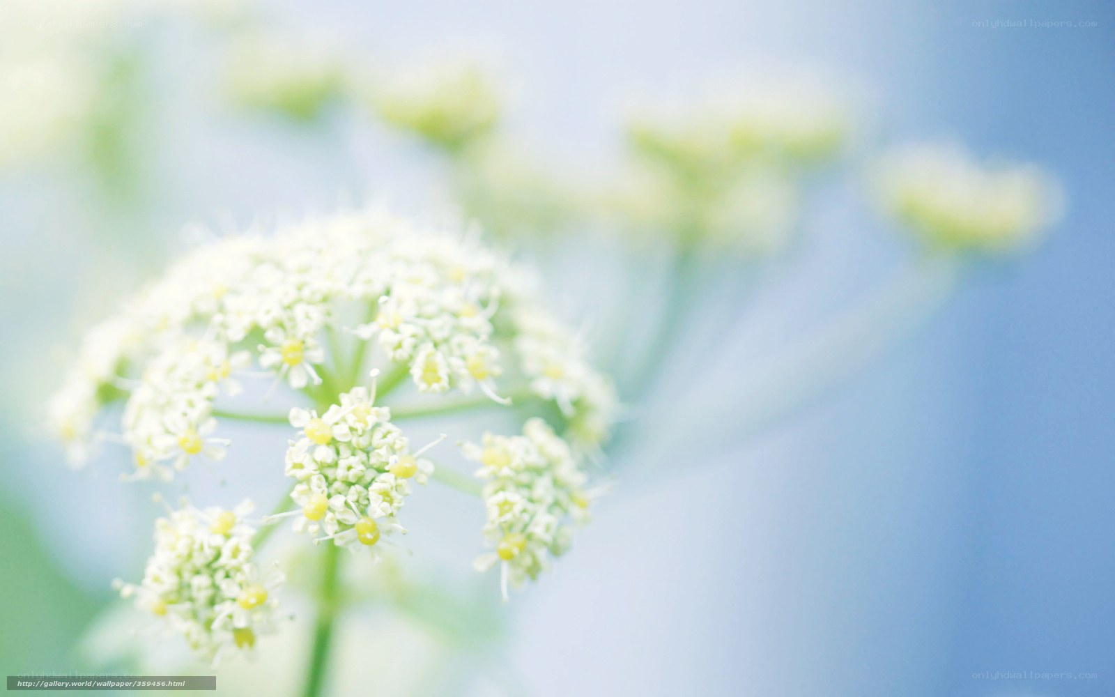 White flower in soft focus