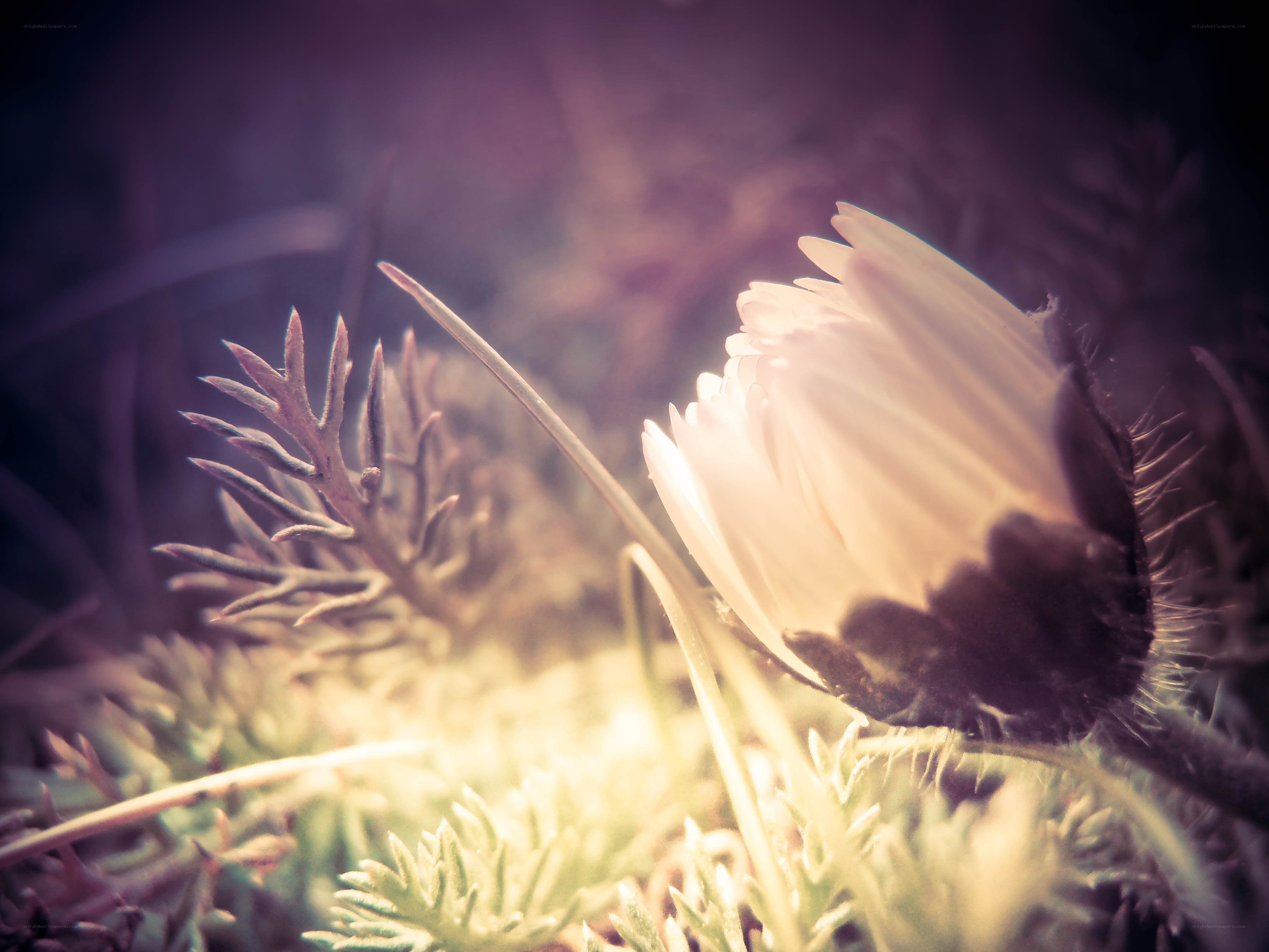 White flower in soft light