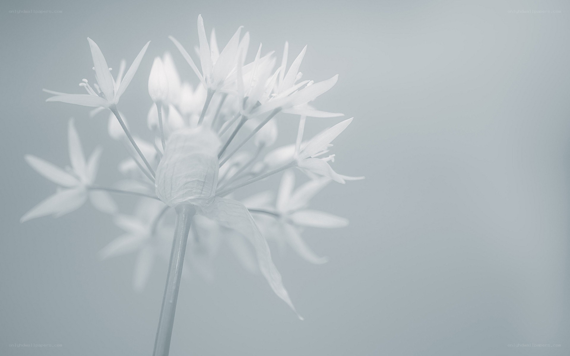 white flower in soft light