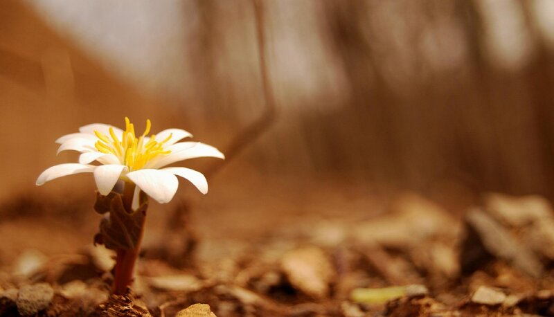 White Flower in Soil — Brown