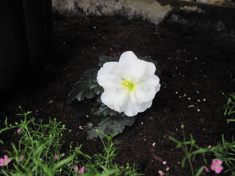 White Flower in Soil — Calm