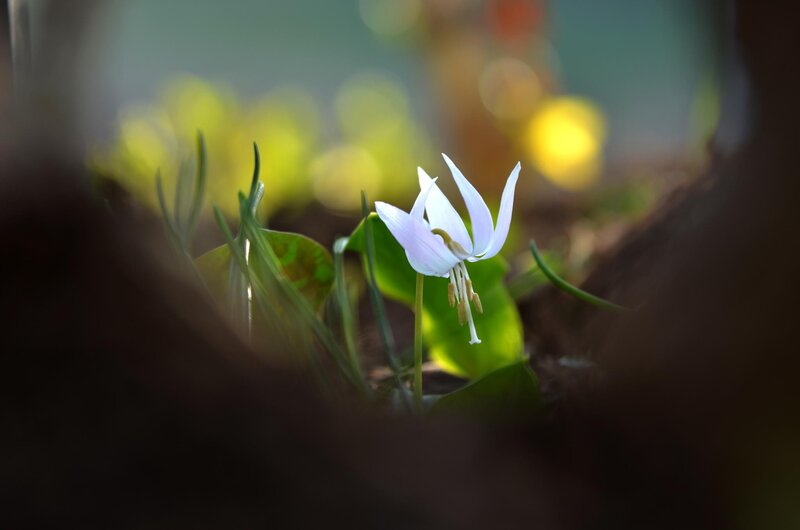White Flower in Soil — Serene