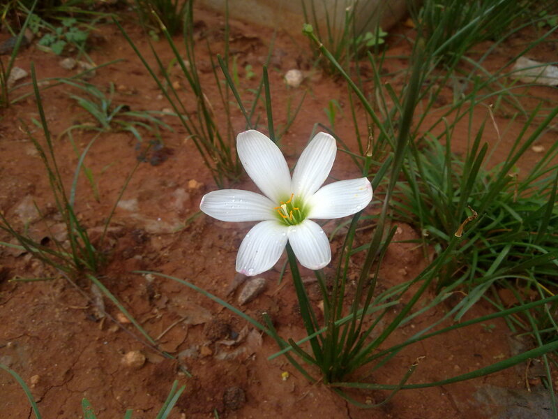 White Flower in Soil