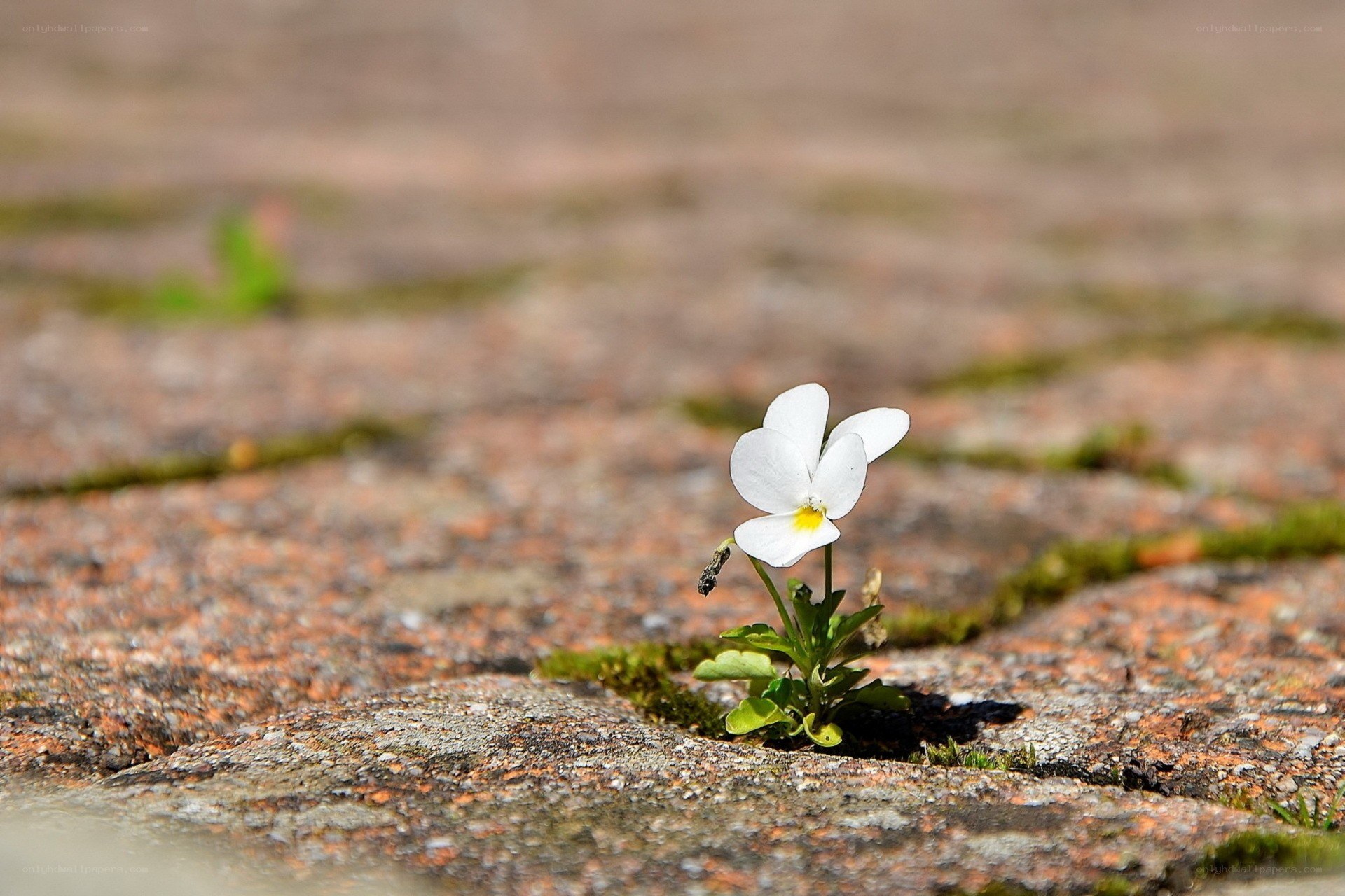 White flower in stone crack