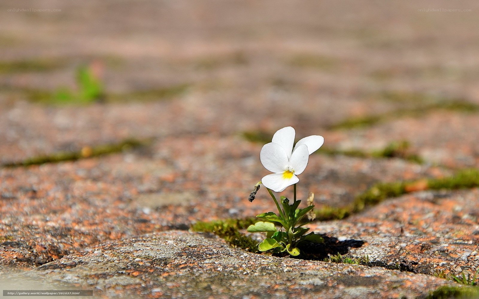 White flower in stone crack