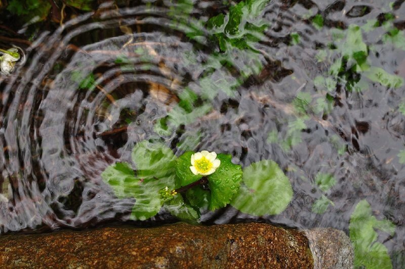 White Flower in Stream