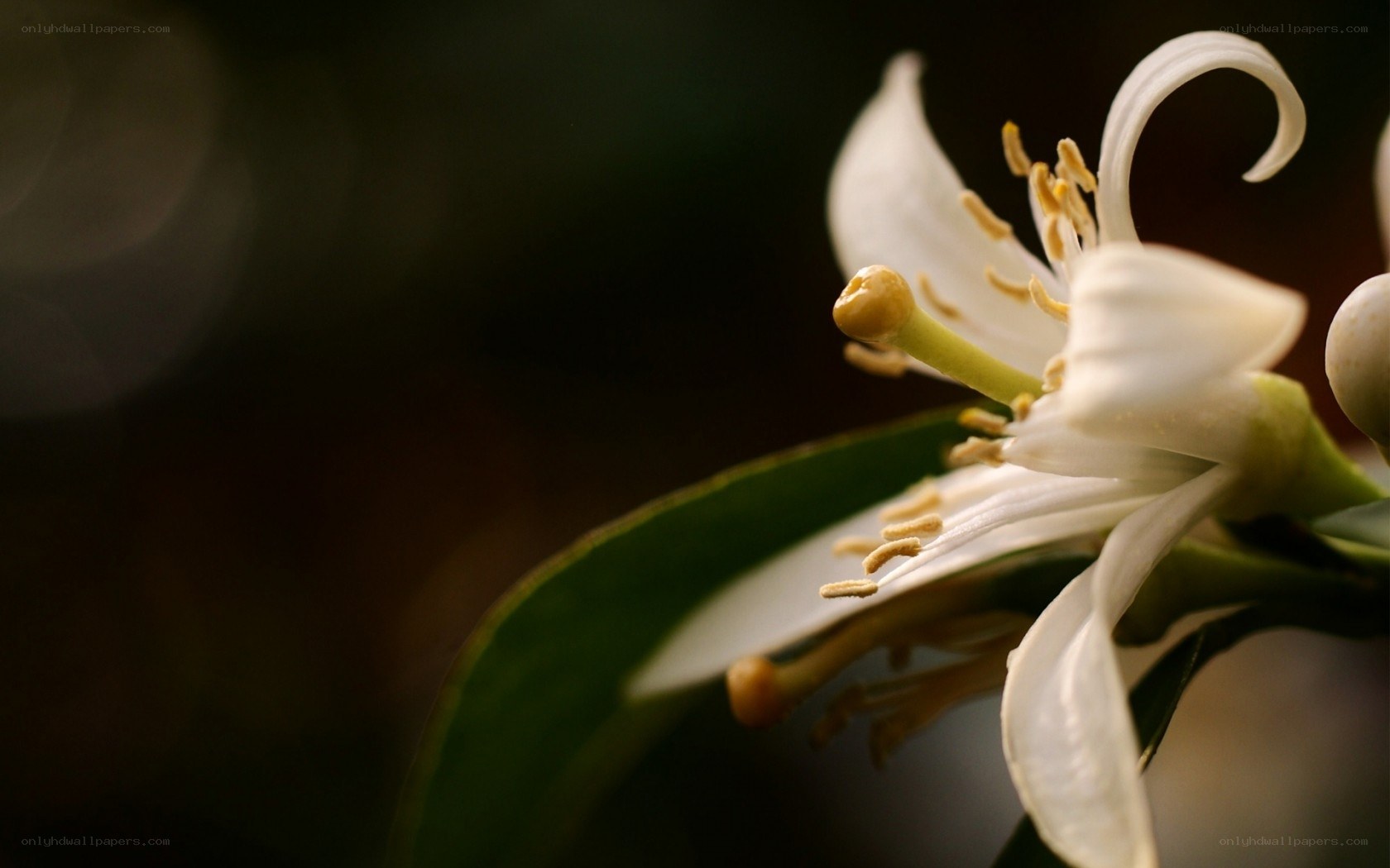 white flower in sunlight