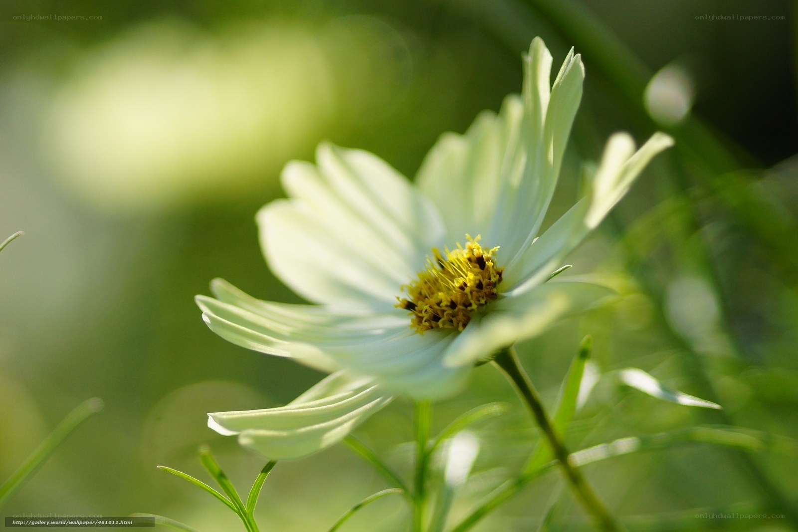 White flower in sunlight