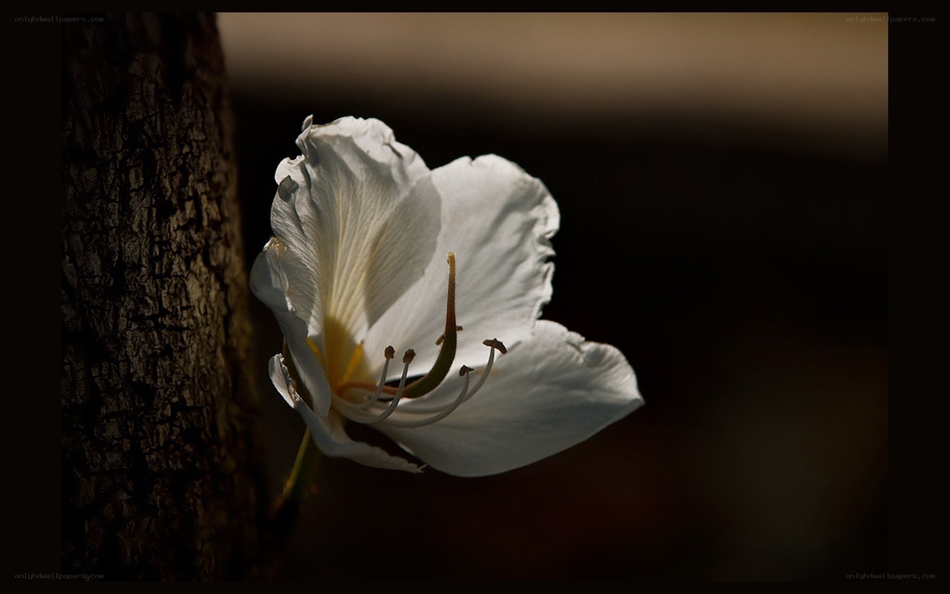white flower in sunlight