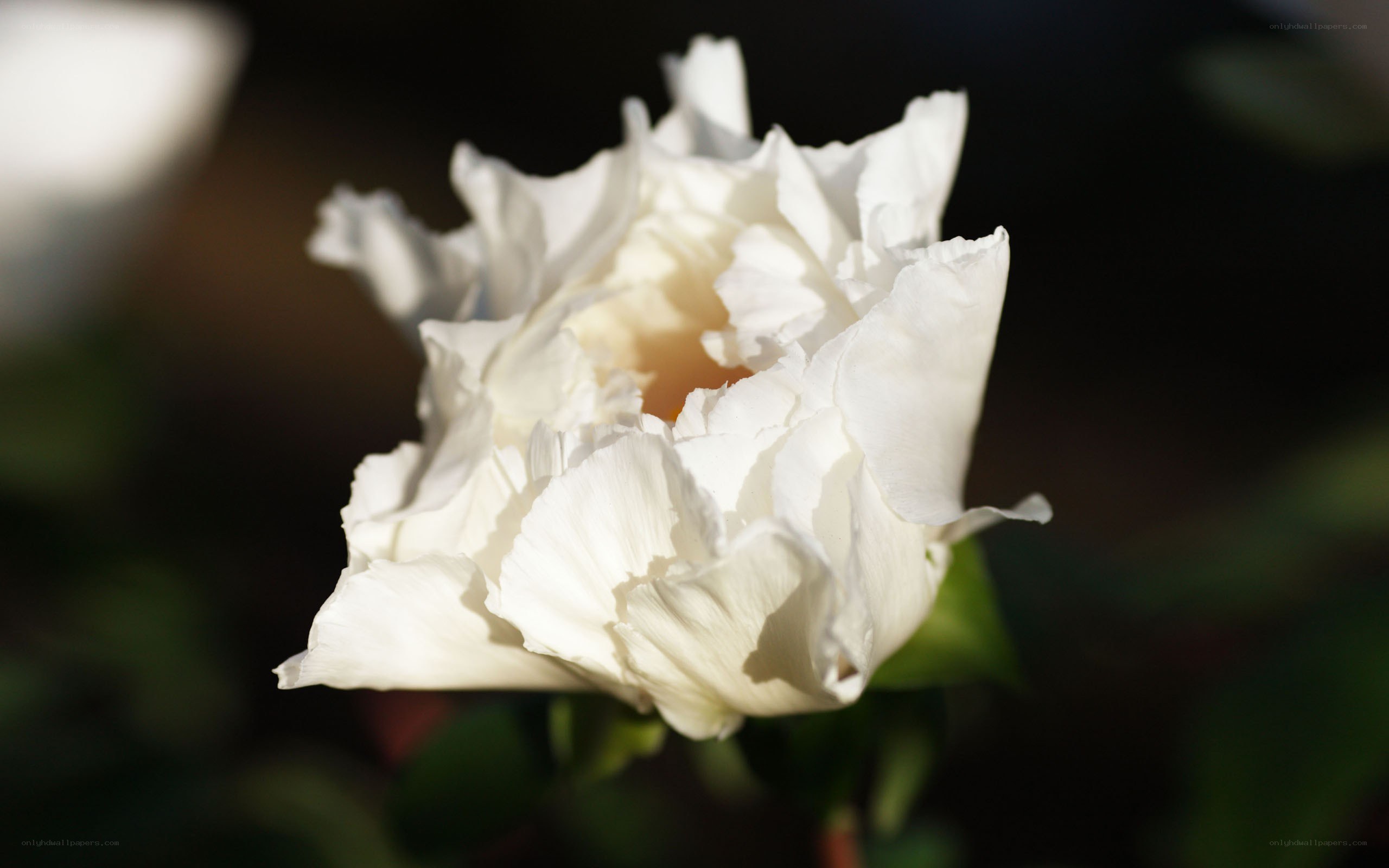 white flower in sunlight