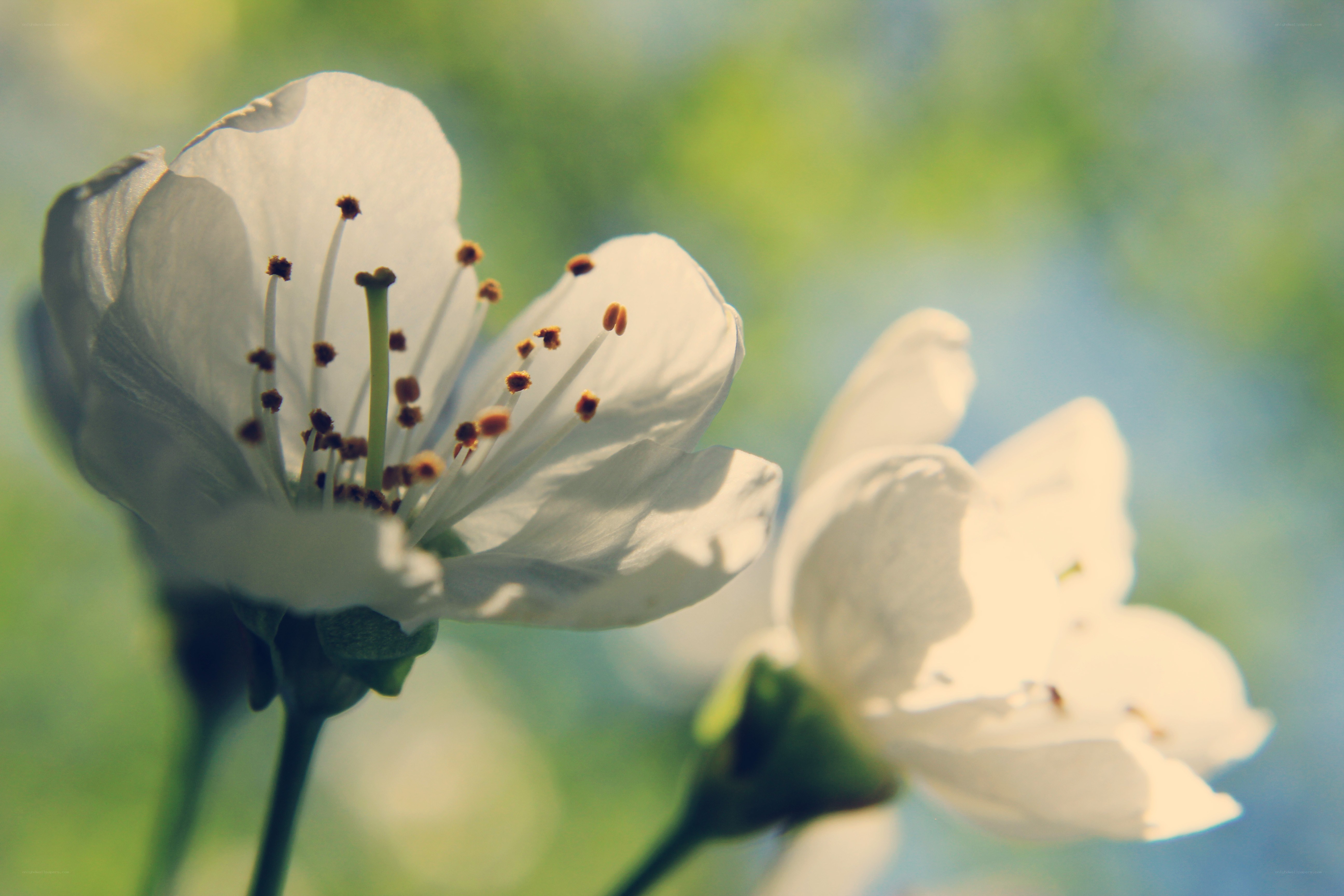 white flower in sunlight