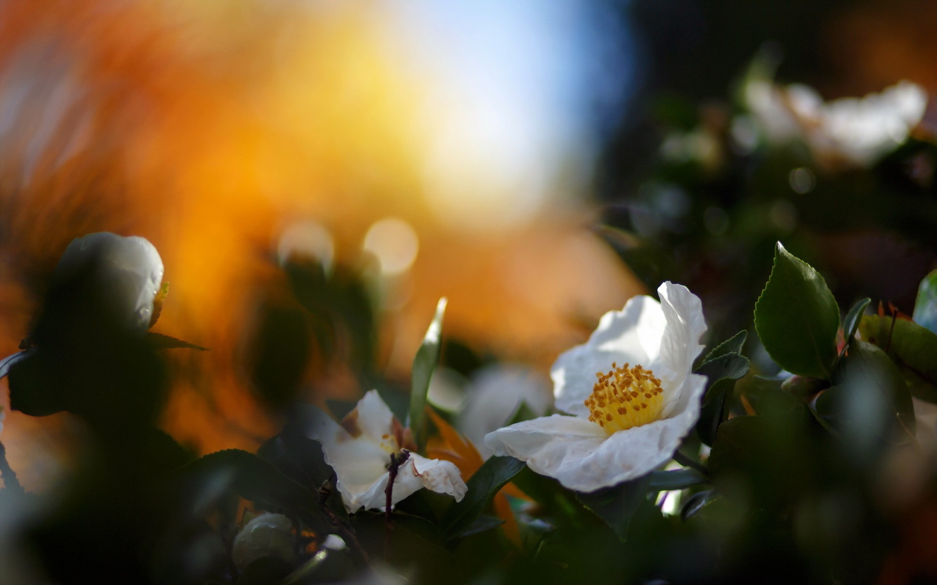 White flower in sunlight