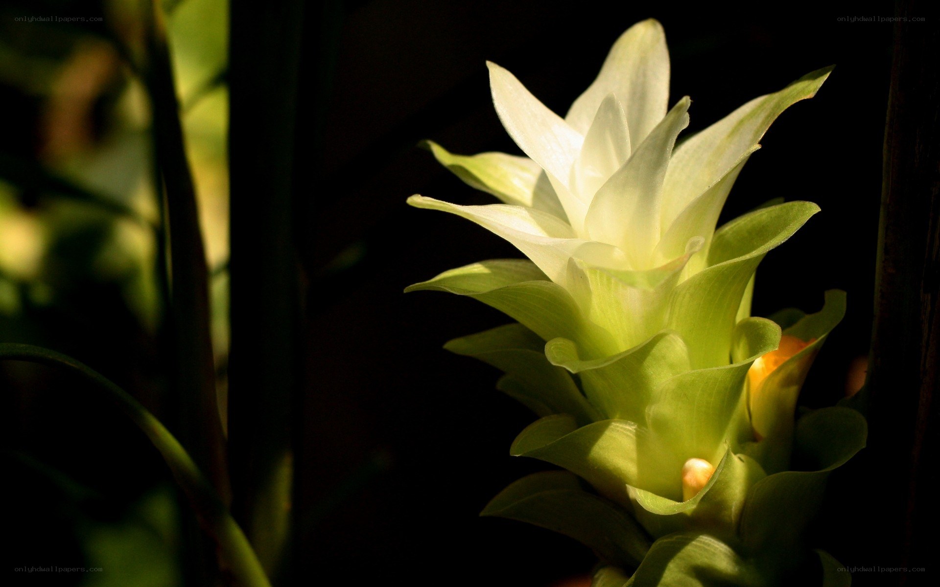 White flower in sunlight