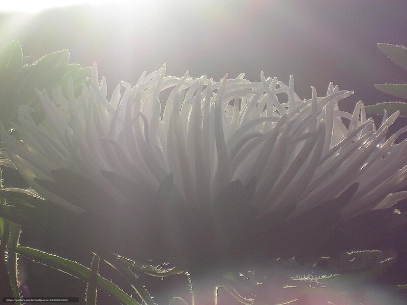 White Flower in Sunlight — Dramatic, Sunset