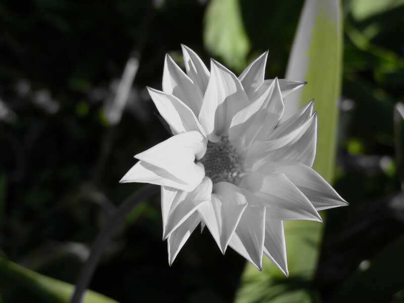 White Flower in Sunlight — Dramatic