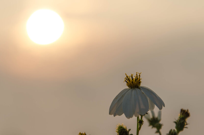 White Flower in Sunlight — Serene, Sunset