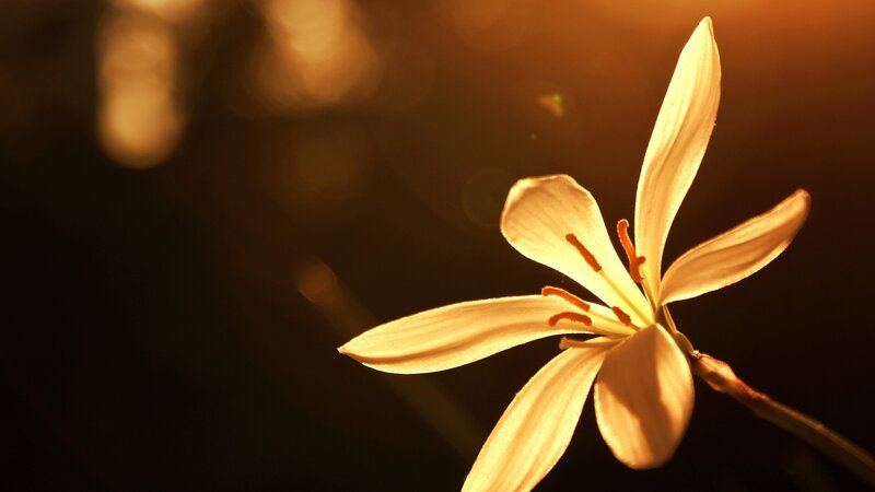 White Flower in Sunlight — Yellow, Serene