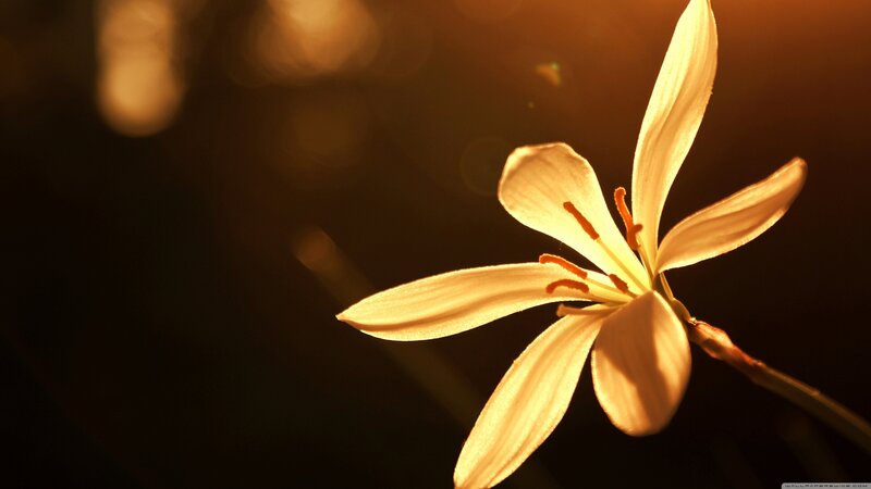 White Flower in Sunlight — Yellow