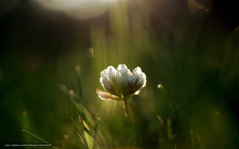 White flower in sunlit grass
